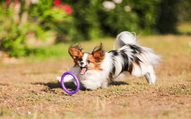 Dog obedience, papillon breed in the park