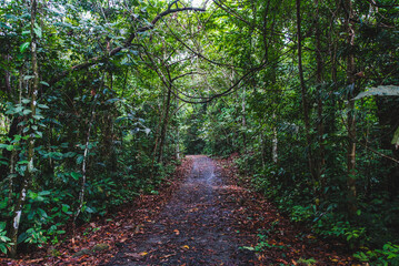 Plants and trees in Rainforest Discovery Center in Sepilok, Borneo, Malaysia
