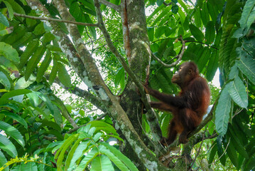 A wild orangutan baby in a tree of Rainforest Discovery Center in Sabah, Borneo, Malaysia