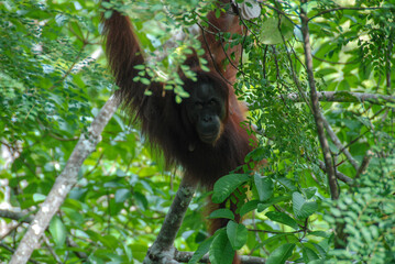 A wild orangutan in a tree of Rainforest Discovery Center in Sabah, Borneo, Malaysia