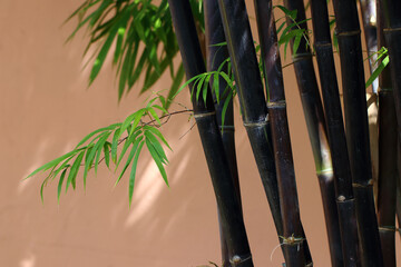 Timor black bamboo (Bambusa lako) in the modern garden
