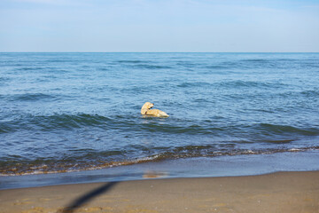 Golden retriever swim in the water on the sea beach