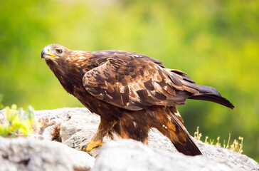 Spanish golden eagle (Aquila chrysaetos homeyeri), the most powerful raptor in Spain.
