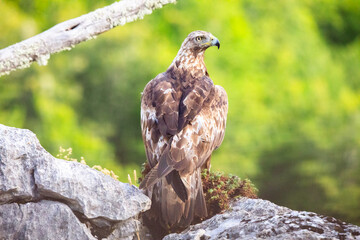 Spanish golden eagle (Aquila chrysaetos homeyeri), the most powerful raptor in Spain.