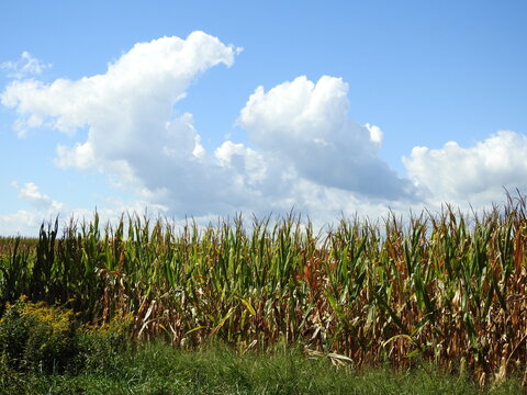 A cornfield during the autumn season, with cloud formations and a blue sky, Cecil County, Maryland.