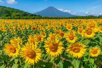Fototapeta premium 富士山 ひまわり畑