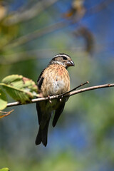Close up of a female Rose breasted Grosbeak bird perched on a branch overhead
