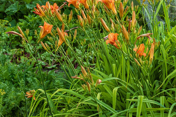 Daylily bushes in the rays of sunlight.