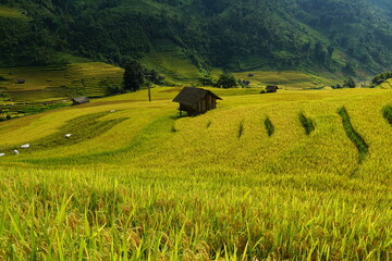 A barn on the rice field