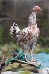 The Ayam Kampung is the chicken breed reported from Indonesia. The name means literally village...