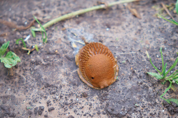A large red Spanish slug curled up into a ball. Up close