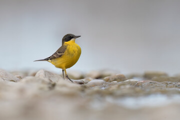 Yellow bird in Italian rivers, Wagtails  or Motacilla.