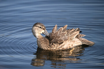 Blue-winged teal duck cleaning and preening its feathers