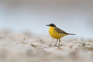 Yellow bird in Italian rivers, Wagtails  or Motacilla.