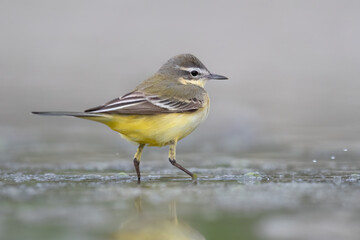 Fototapeta premium Yellow bird in Italian rivers, Wagtails or Motacilla.