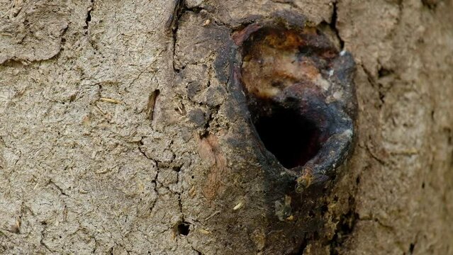 Guard Duty is responsible for protecting the beehive. Usually found at the entrance to the hive to prevent bees from other hive or other bee enemies come to steal the nectar in the hive.