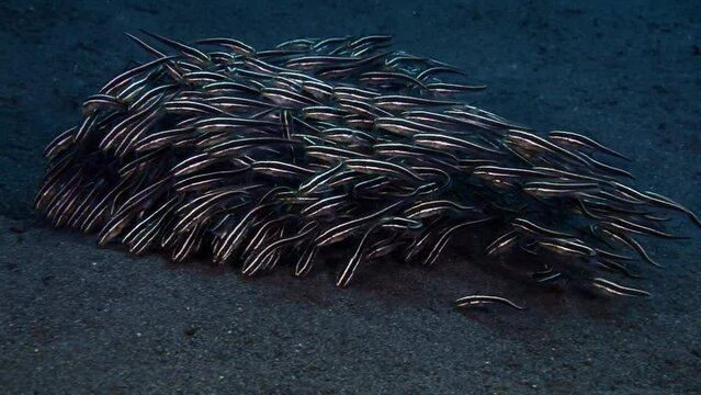 A school of little Catfish is looking for food. Sea life of Tulamben, Bali, Indonesia.