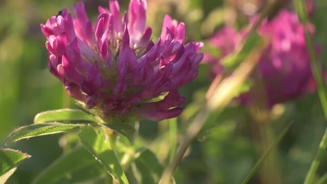 fresh blossom pink clover at meadow at sunny evening. close up