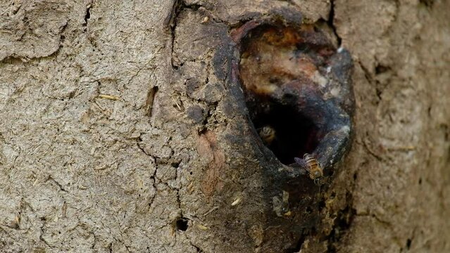 Guard Duty is responsible for protecting the beehive. Usually found at the entrance to the hive to prevent bees from other hive or other bee enemies come to steal the nectar in the hive.
