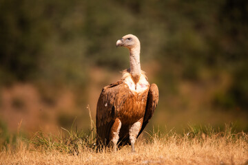 
Vultures, scavenging birds in northern Spain