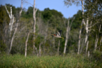 Wetlands landscape of a Green Heron bird in flight over marsh with wings spread 