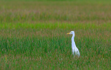 Cattle egret perched in meadow on the wetlands,thailand