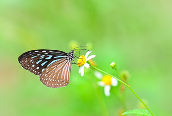 Dark Blue Glassy Tiger (Ideopsis vulgaris)eat nectar on white and yellow flower,thailand