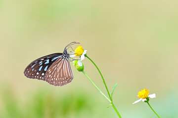Dark Blue Glassy Tiger (Ideopsis vulgaris)eat nectar on butterfly needles flower close up,thailand