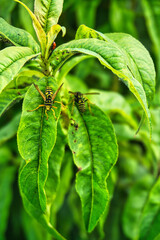 Wespen auf einer Pflanze, Wasps on a plant