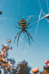spider on the web tygrzyk - obrazy, fototapety, plakaty