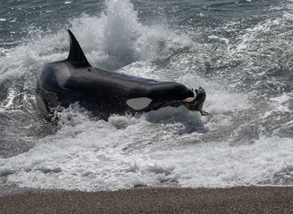 Orcas in Patagonia Argentina