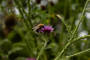 bee on a flower
