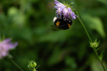 bumblebee on a flower