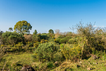 A view of the Parque Natural Municipal da Ronda (Ronda Municipal Natural Park) in Sao Francisco de Paula, South of Brazil