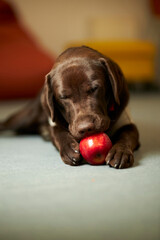 Brown Labrador dog eats a red apple. The dog eats an apple. 