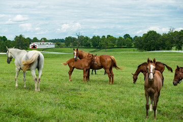 horses in the meadow