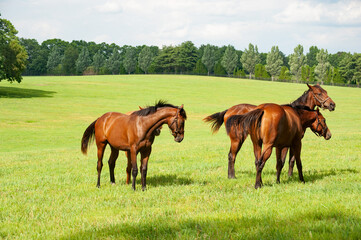 horses in the meadow