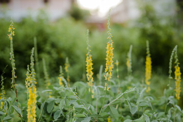 Thermopsis is a genus of legumes, native to temperate North America and east Asia. They are herbaceous perennials and are known as goldenbanners or false-lupines.