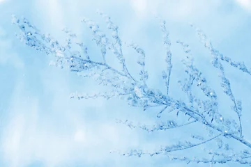 Foto auf Acrylglas Blurred frozen grass. Winter abstract background. Landscape. © alenalihacheva