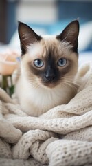 Siamese cat in the bedroom lies on a blanket, cloudy daylight.
