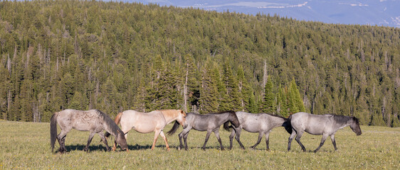 Wild Horses in the Pryor Mountains Montana in Summer