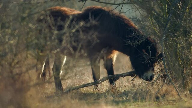 Closeup sunlit wild exmoor pony horse scratching by dry tree trunk in bush on the middle of pasture in late autumn nature habitat in Milovice, Czech republic. Protected animals considered as ancestor