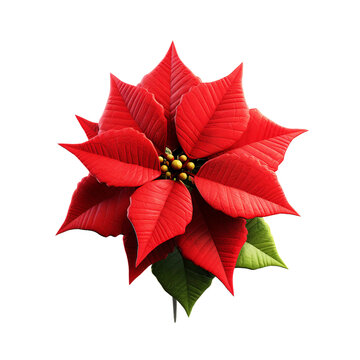 Poinsettia plant, isolated object, Transparent Background