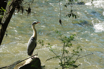 A grey heron bird at the Neckar river, Germany