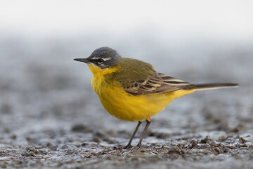 Fototapeta premium Western yellow wagtail, Motacilla flava in Italian rivers.