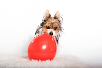 Biewer Yorkshire Terrier mit rotem Luftballon