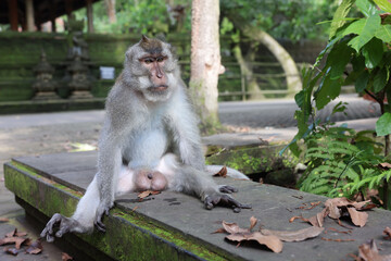 monkey sitting around