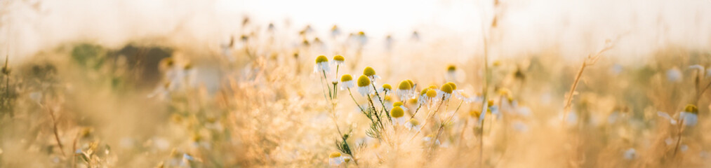 Panorama, Panoramic View Shot Scene Copy Space Blooming Wild Flowers Matricaria Chamomilla Or...