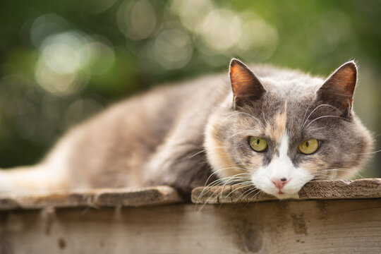 portrait of beautiful grey and white funny cat lying on wooden stand on nature background, pet life concept