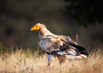 Egyptian vulture in a park in northern Spain
